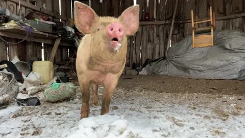 Pig eating Stock Footage 223105421
