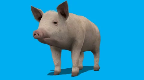 Pig Eating Frontal View FS Video stock 33033797