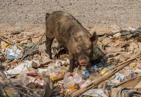 Pig eating garbage Foto stock