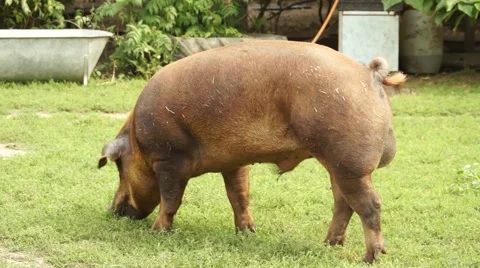 Pig eating Grass Stock Footage 50592655