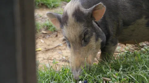 Pig Eating, Indonesia Stock Footage 32282867