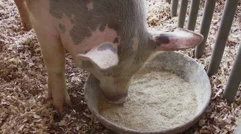 Pig eating out of dish in barn Stock Footage