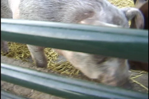 Pig Eating in Pen Stock Footage 298147