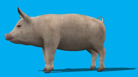 Pig Eating Side View FS Video stock 33033819