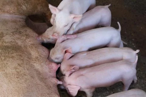 Pig eating a small white milk. Stock Photos