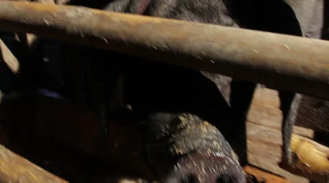 Pig Eating Trough Snorting Nose Stock Footage 26083420