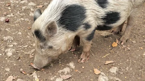Pig eats acorns and chestnuts. small spotted pig chews food Stock Footage 233724476