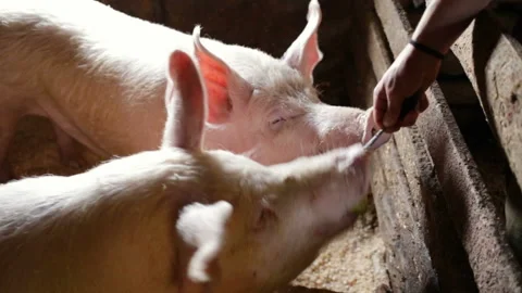 The pig eats the Apple. Against the background of relatives and pigsty wall, on Stock Footage 98503116