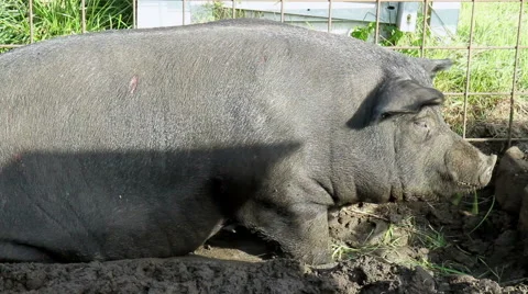 Pig eats. Stock Footage 42642445