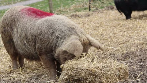 Pig eats hay in a field Stock Footage 145231515