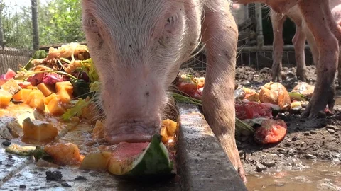 Pig eats with its snout - close up Stockbeeldmateriaal 127137868