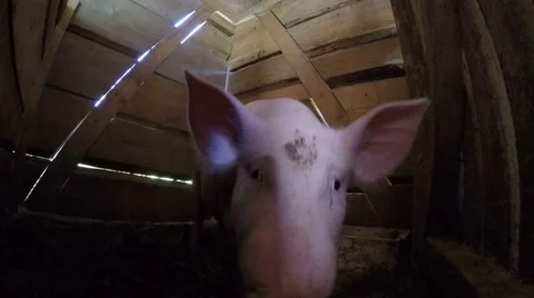 Pig eats the lens. close-up Stock Footage 68760956