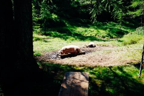 Pig eats from the manger in a meadow among the trees in the mountains Foto stock
