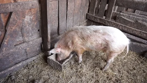 The pig eats from a trough in the barn. General view Stock Footage 102380702