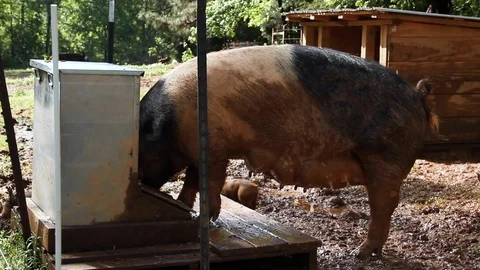 Pig Eats From Trough While Piglets Walk By Stock Footage 116329220