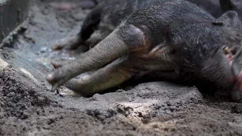 Pig Enjoying Mud Bath Stock Footage 266167146