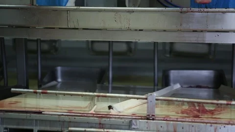 Pig Entrails Falling from Body on Conveyor Machine Stock Footage 150347953