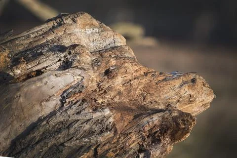 Pig face log Foto stock