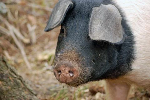 Pig Face Stock Photos