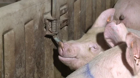 Pig Farm 002 库存影片 56715117