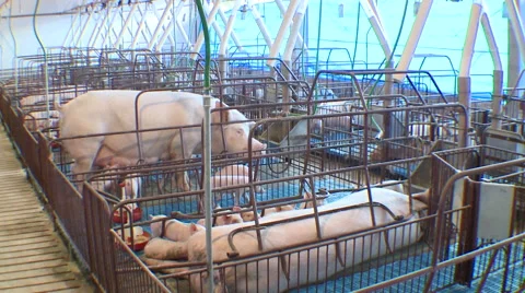 Pig Farm 004 库存影片 56716254