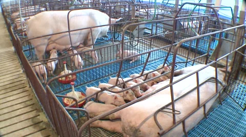 Pig Farm 005 Video stock 56717006
