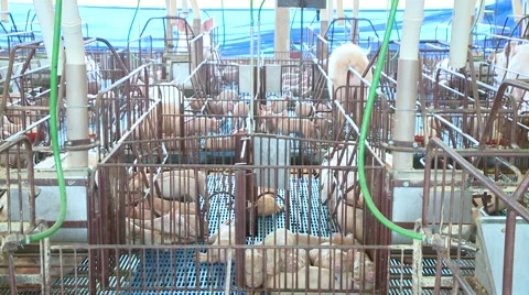 Pig Farm 006 Video stock 56717627