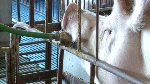 Pig Farm 007 스톡 동영상 56718888