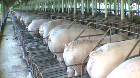 Pig Farm 008 Video stock 56719995