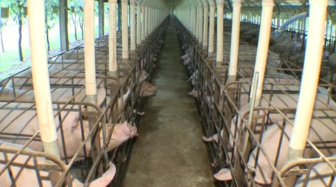 Pig Farm 009 库存影片 56721517