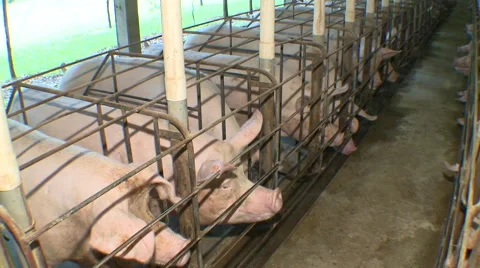 Pig Farm 010 库存影片 56722802