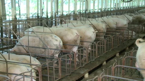 Pig Farm 011 Video stock 56723965