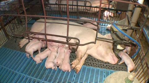 Pig Farm 012 Video stock 56776076