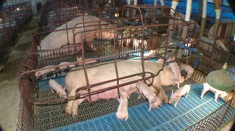 Pig Farm 013 Video stock 56724844