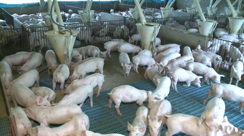 Pig Farm 014 Video stock 56777386