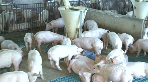 Pig Farm 016 库存影片 56725728
