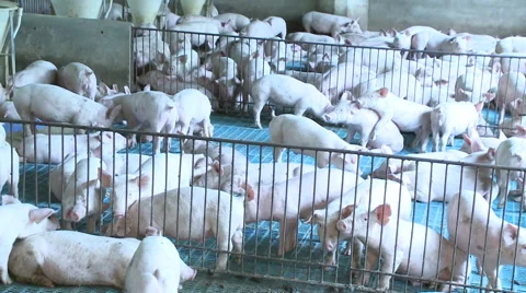 Pig Farm 017 Video stock 56726979