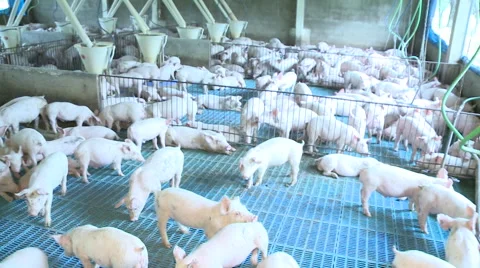 Pig Farm 019 库存影片 56727953