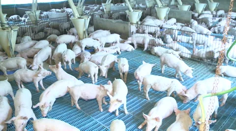 Pig Farm 020 库存影片 56728499