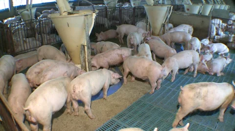 Pig Farm 022 Video stock 56729020