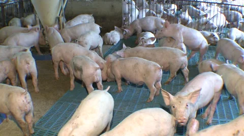Pig Farm 024 库存影片 56729560