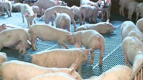 Pig Farm 025 스톡 동영상 56786503