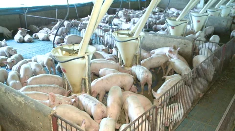 Pig Farm 026 Video stock 56731725