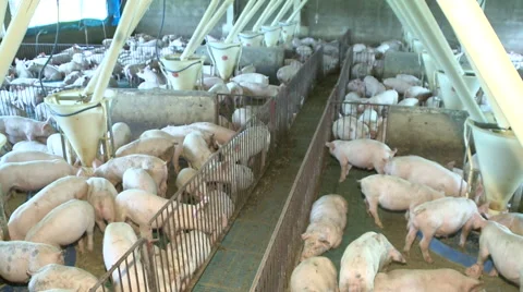 Pig Farm 027 库存影片 56732345