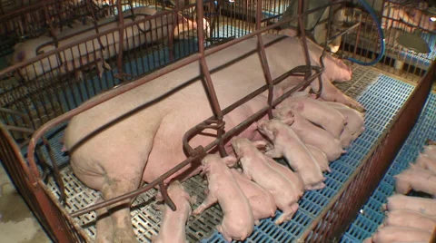 Pig Farm 028 库存影片 56787373
