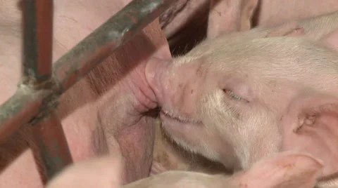 Pig Farm 029 库存影片 56733261