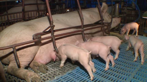 Pig Farm 030 库存影片 56734684