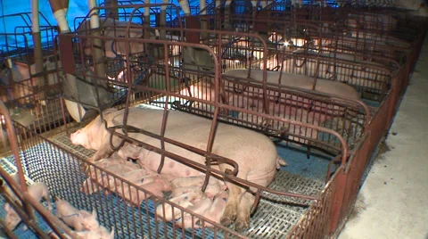 Pig Farm 031 库存影片 56735459