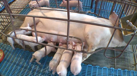 Pig Farm 033 库存影片 56736780