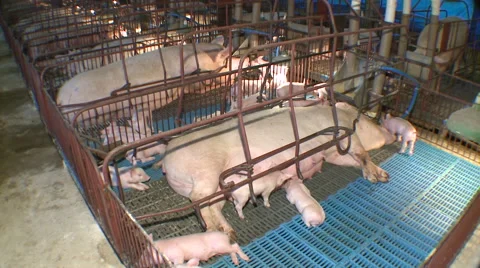 Pig Farm 034 스톡 동영상 56791439